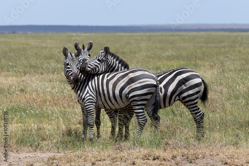 Three zebras enjoying themselves