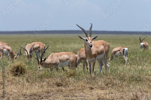 A group of Thomson's gazelles grazing