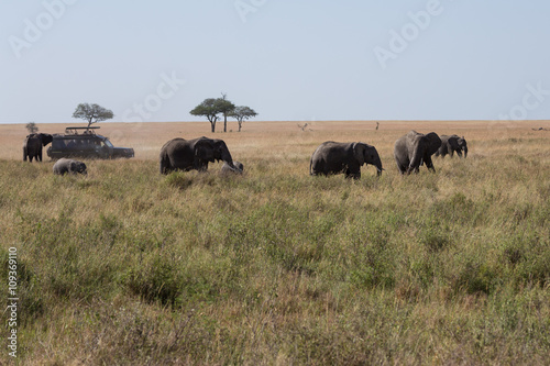 An elephant family walking across the savannah