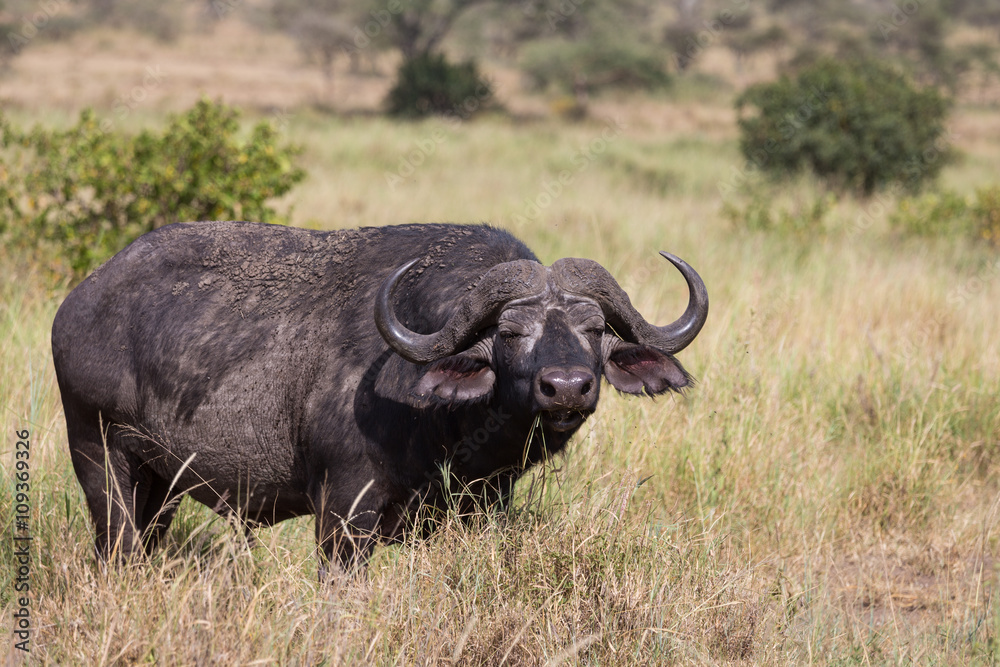 A grazing buffalo A grazing buffalo