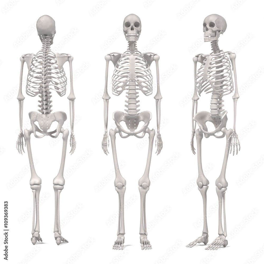 3d renderings of female skeleton 3d renderings of female skeleton