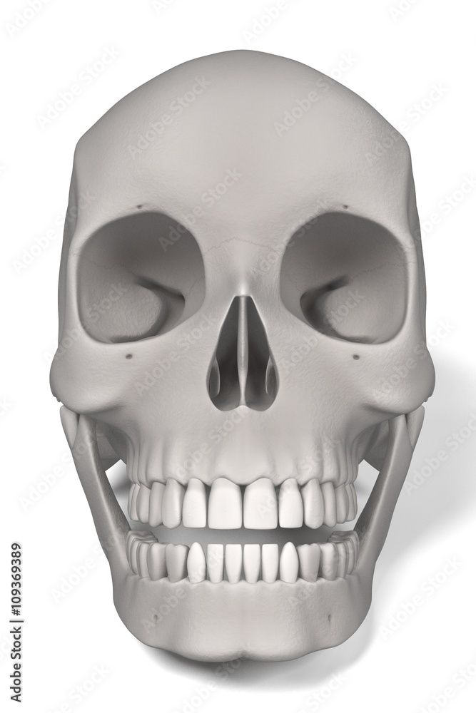 Fototapeta premium 3d renderings of female skull
