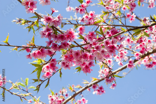 Branch with pink sakura blossoms in Thailand