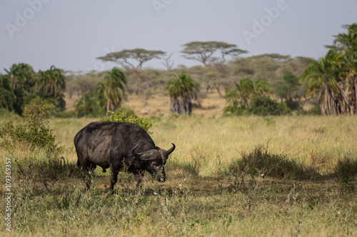 A buffalo looking for food