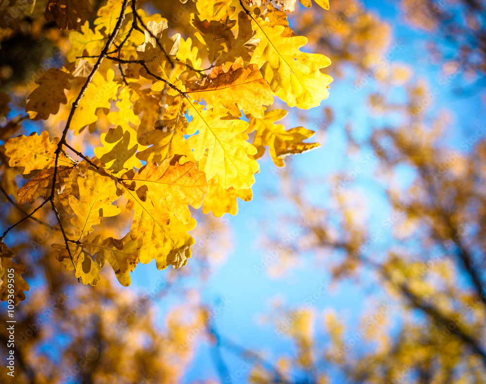 Autumn landscape. Autumn oak leaves, very shallow focus. Autumn landscape. Autumn oak leaves, very shallow focus.