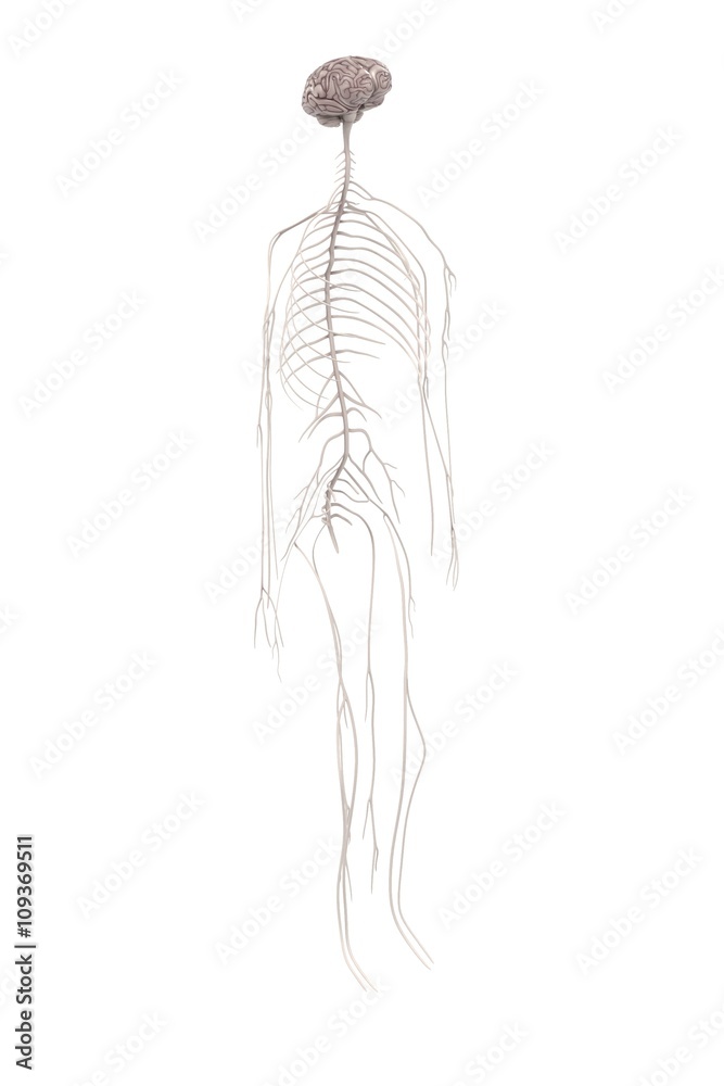 3d renderings of nervous system 3d renderings of nervous system