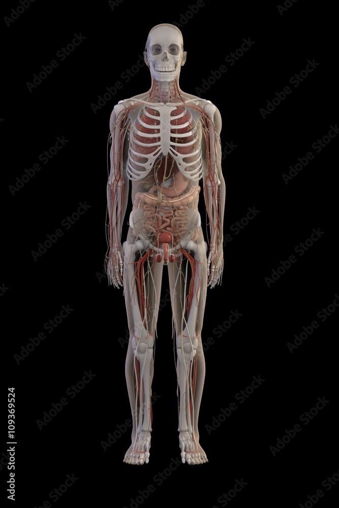 3d renderings of human anatomy