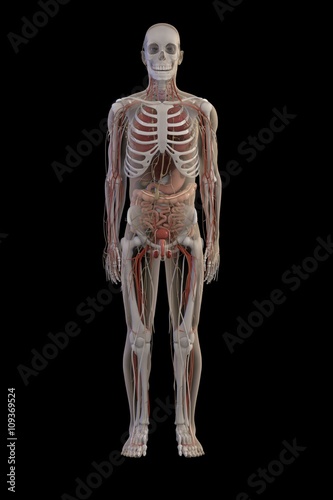 3d renderings of human anatomy