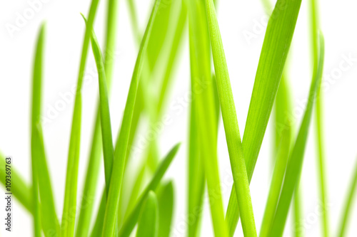 Green grass over white background