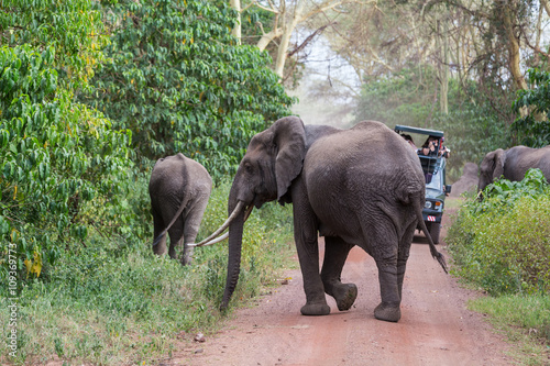 Elephant crossing the road