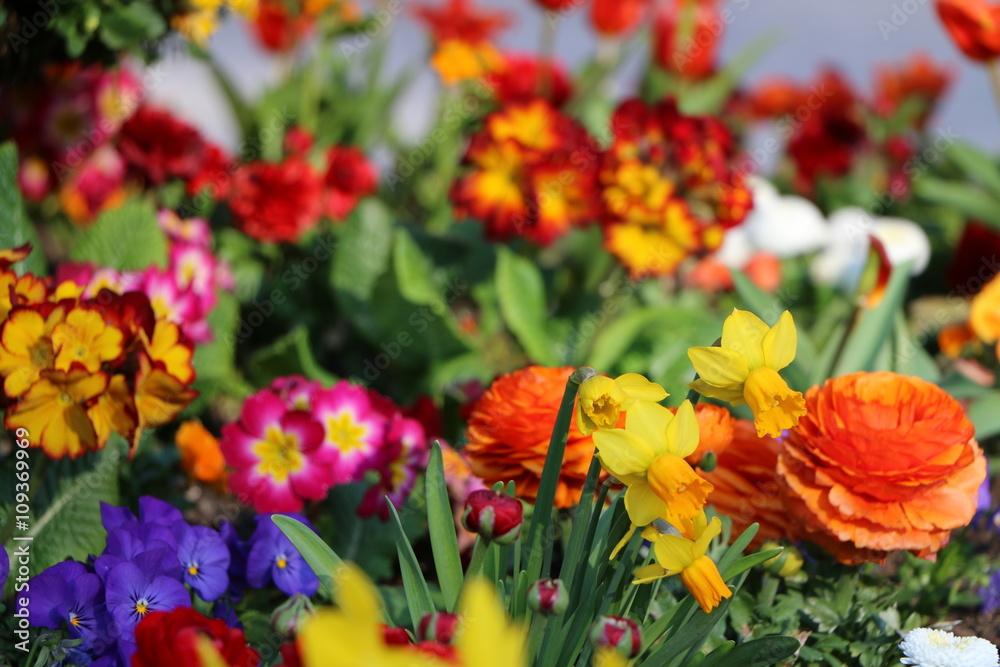 Buntes Frühlingsgartenbeet, Ranunkeln, Primeln, Osterglocken und Hornveilchen, gemischtes Frühlingsbeet, Frühlingsblumen