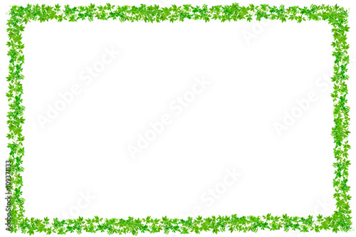 Fresh Green leaves frame isolated on white background.