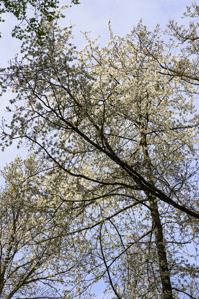 tree branches and white flowers in the springtime woods, Stuttga
