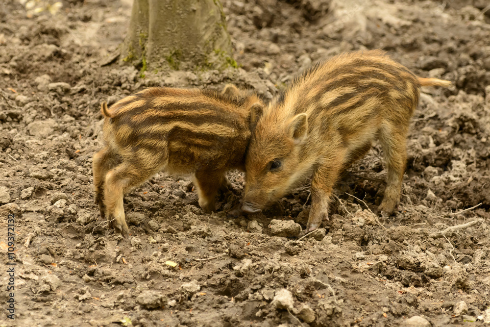 boar cubs playing in city park, Stuttgart boar cubs playing in city park, Stuttgart