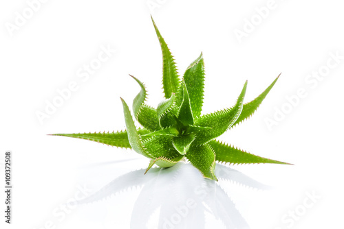 Aloe vera plant isolated on white background