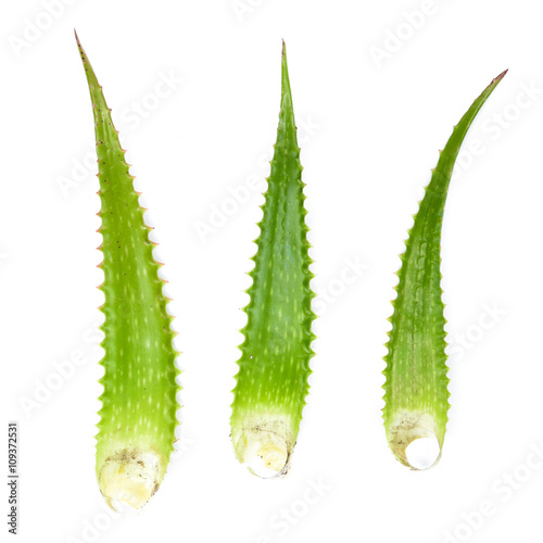 Aloe vera leaf isolated on white background