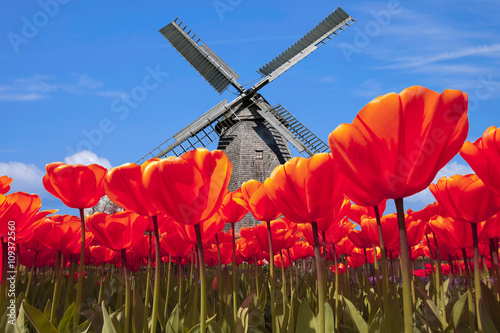 Tulpen in  Holland mit Windmühle