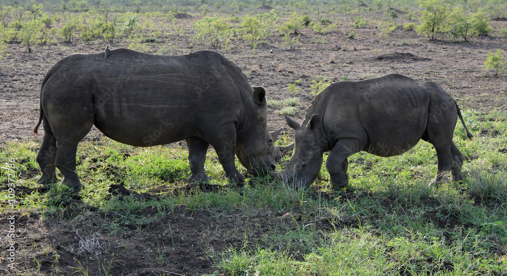 Fototapeta premium African White Rhinoceros with her calf silhouetted against the early morning sunrise 