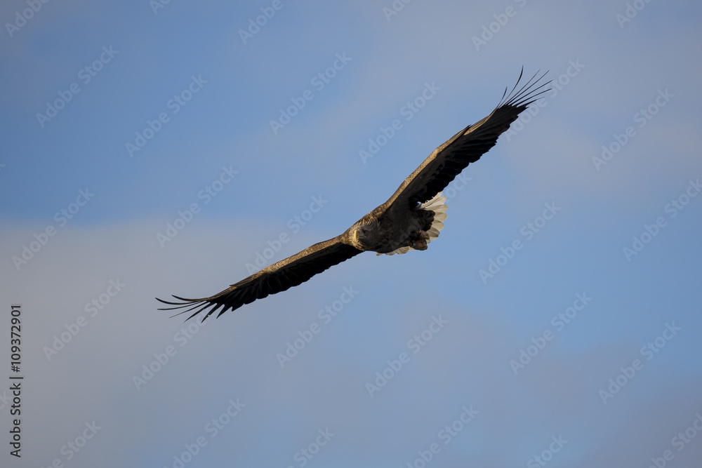 White-tailed eagle (Haliaeetus albicilla) in flight at Raftsund on Lofoten Islands, Nordland, Norway White-tailed eagle (Haliaeetus albicilla) in flight at Raftsund on Lofoten Islands, Nordland, Norway