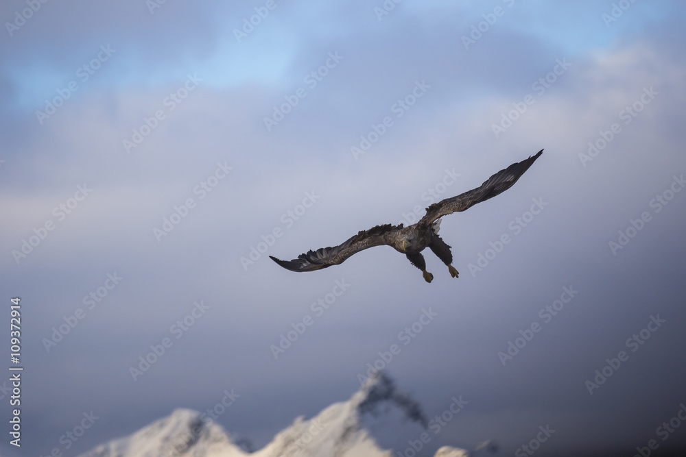 Obraz premium White-tailed eagle (Haliaeetus albicilla) in flight at Raftsund on Lofoten Islands, Nordland, Norway