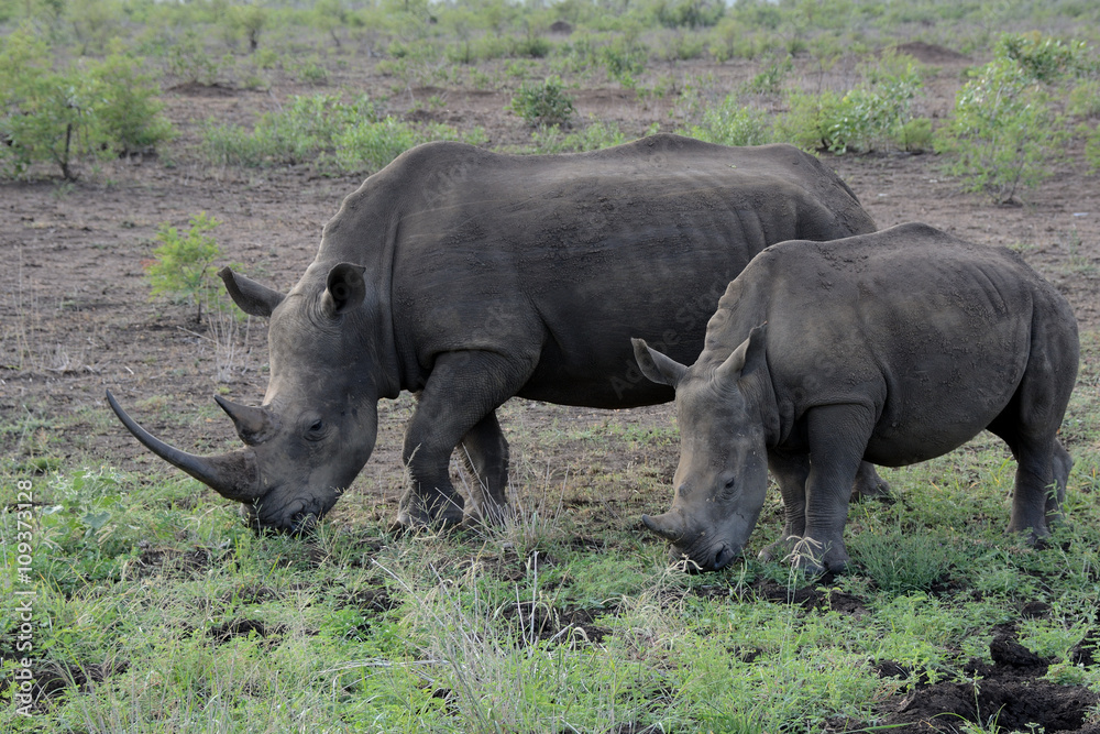 White Rhinoceros mother with calf in close attendance White Rhinoceros mother with calf in close attendance
