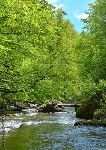 Wild river in Carpathians Mountains, Romania