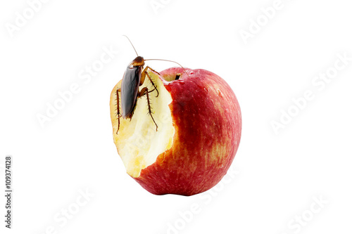 cockroach sitting and eating on a red apple Image isolated on wh