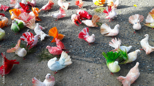 Colorful pigeons in the zoo. photo