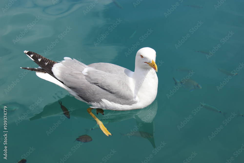 Fototapeta premium Seagull Swimming with the Fish