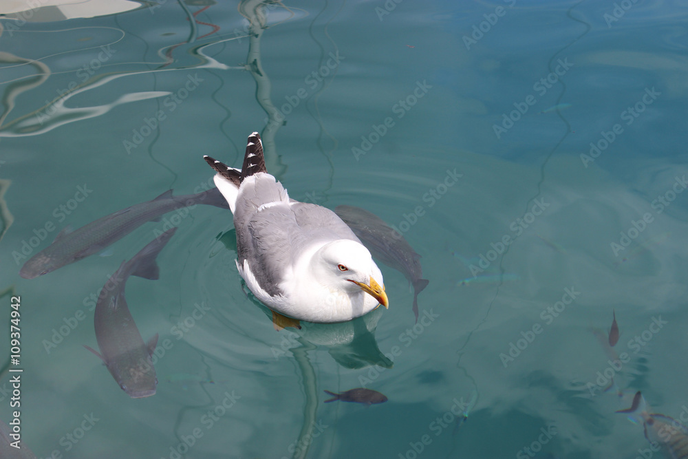 Fototapeta premium Seagull Swimming with the Fish