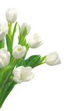 White Tulips isolated on white