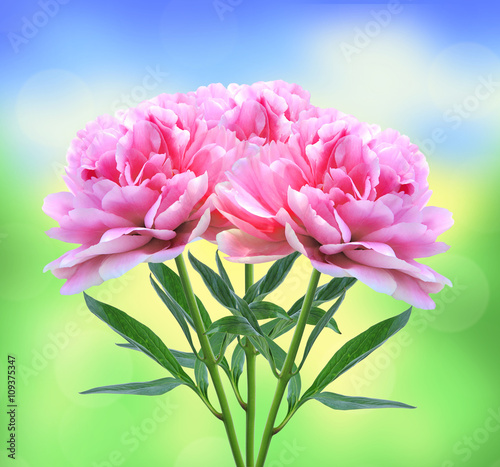 beautiful pink peony flowers over nature background