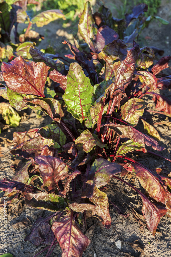 Obraz premium Growing red beet plants