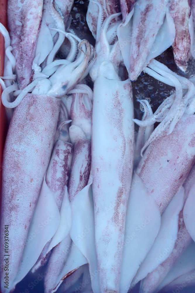 Obraz premium fresh squid for cooking in the market.