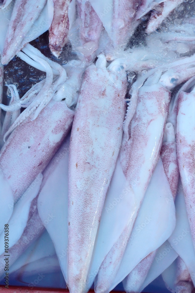 fresh squid for cooking in the market. fresh squid for cooking in the market.