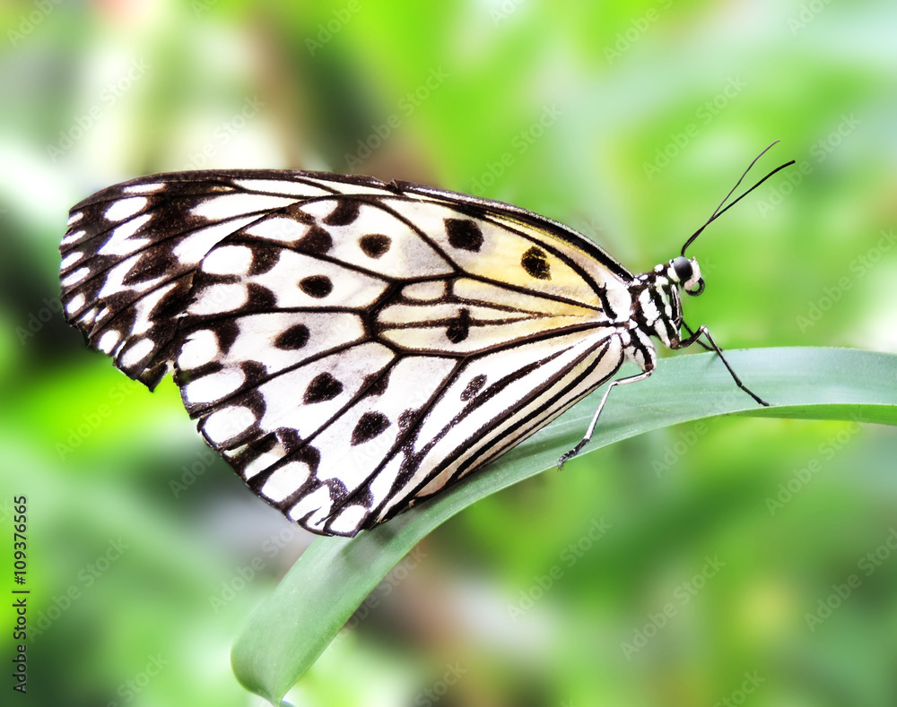 Naklejka premium White butterfly, close-up