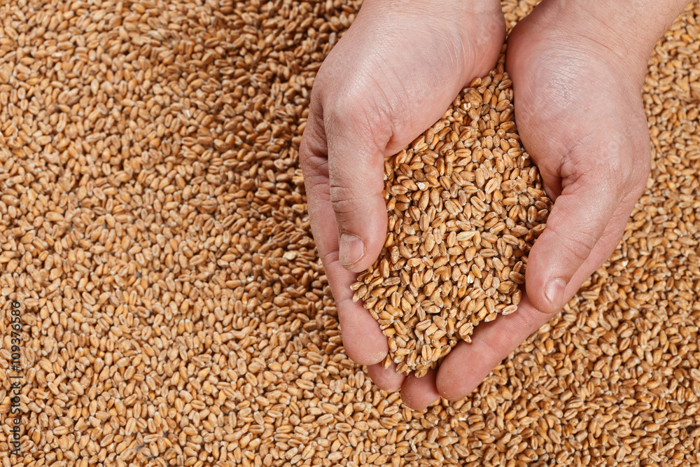 Closeup view of Pale Pilsener Malt Grains in hands. Ingredient for beer