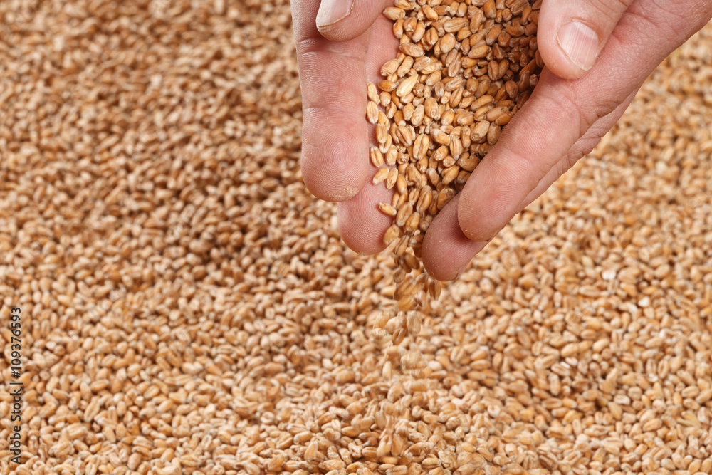 Closeup view of Pale Pilsener Malt Grains in hands. Ingredient for beer. Background texture. Ideal for commercial. Backdrop image. Closeup view of Pale Pilsener Malt Grains in hands. Ingredient for beer. Background texture. Ideal for commercial. Backdrop image.