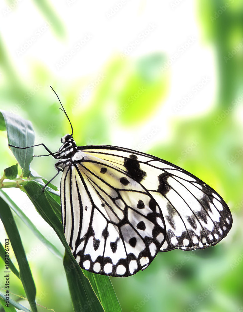 White butterfly, close-up White butterfly, close-up