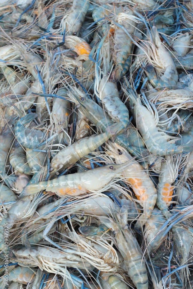 Fresh shrimp for cooking in the market. Fresh shrimp for cooking in the market.