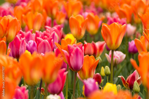 Fototapeta Naklejka Na Ścianę i Meble -  Tulpenblüte