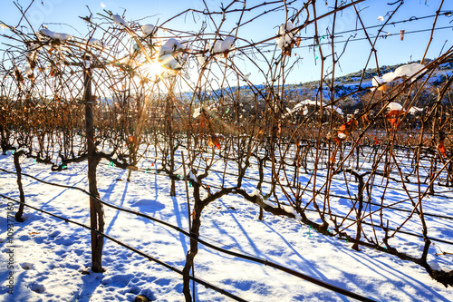 Vineyard in winter