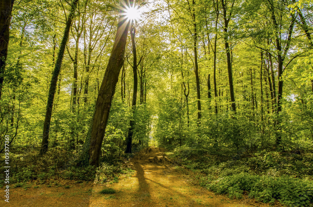 Obraz premium Wald mit frischen Grün im Frühling
