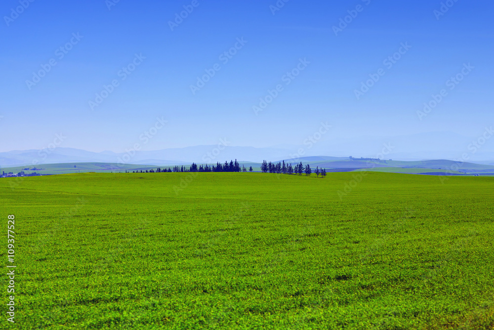 Obraz premium Background image of lush grass field under blue sky