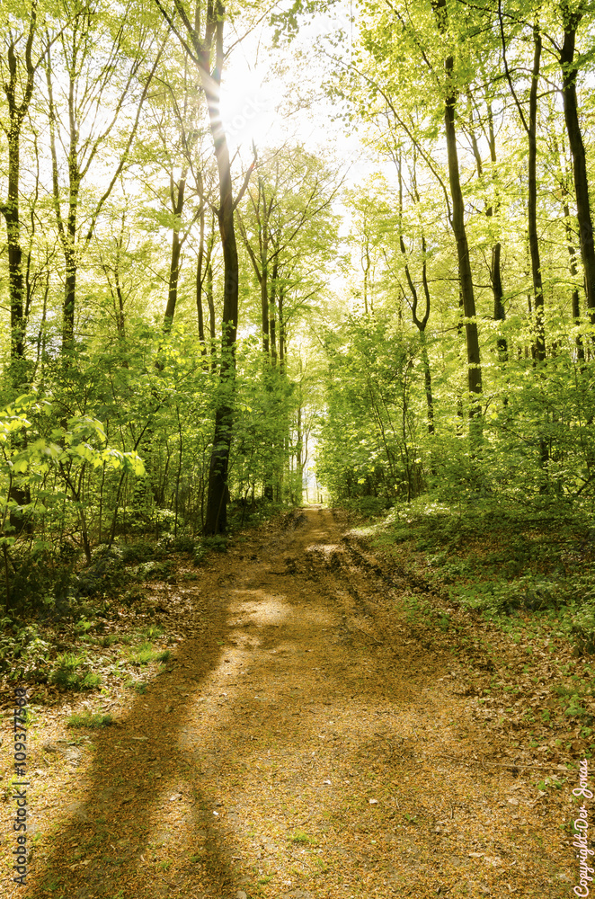 Obraz premium Wald mit frischen Grün im Frühling