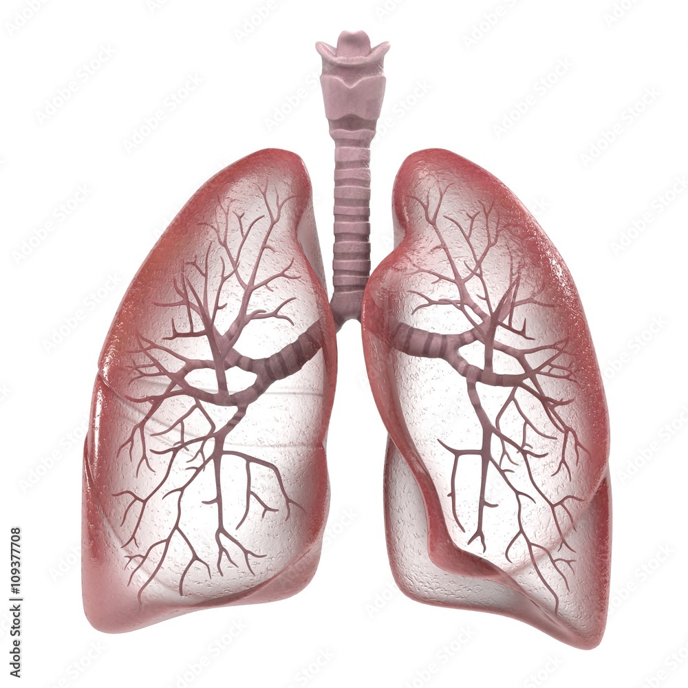 custom made wallpaper toronto digital3d renderings of human respiratory system