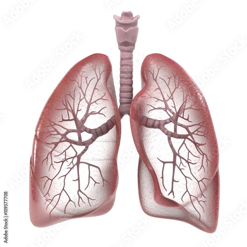 3d renderings of human respiratory system