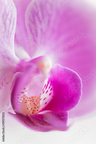 pink orchid flower close-up. Nature macro photography. selective focus flower background.