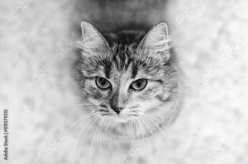 Cat looking up, top view, black and white photo