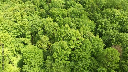 Flying over green forest